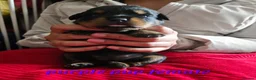Rottweiler dogs for sale: Pure Pedigree Rottweiler Puppies - Advert 18