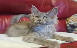 Maine Coon cats for sale: Maine Coon kittens registered with GCCF - Image 12