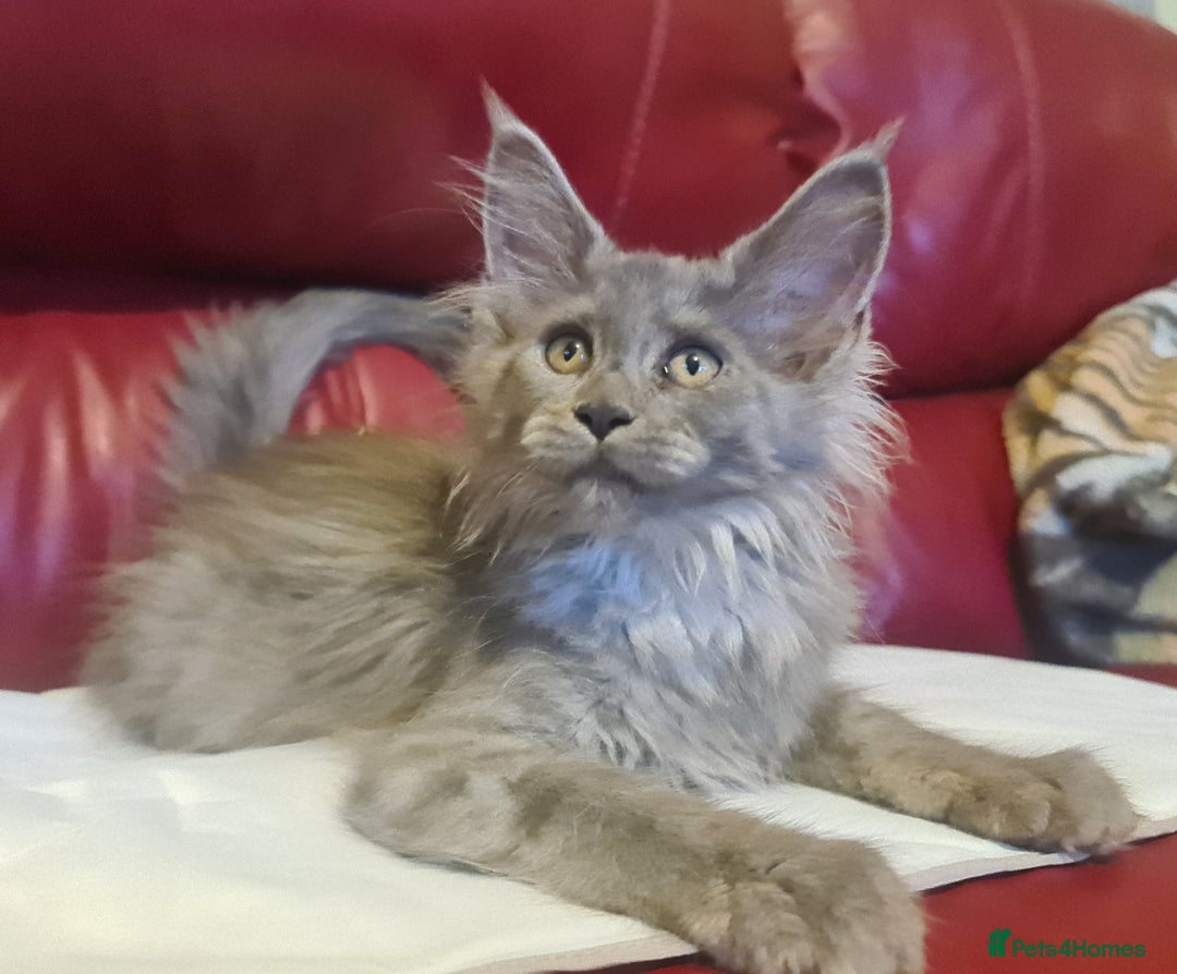 Maine Coon cats for sale: Maine Coon kittens registered with GCCF - Image 12