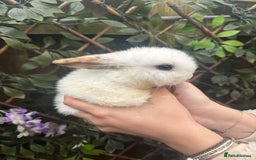 Mini Lop rabbits for sale: Mini Lop/Rex Bunnies ❄️  - Advert 6