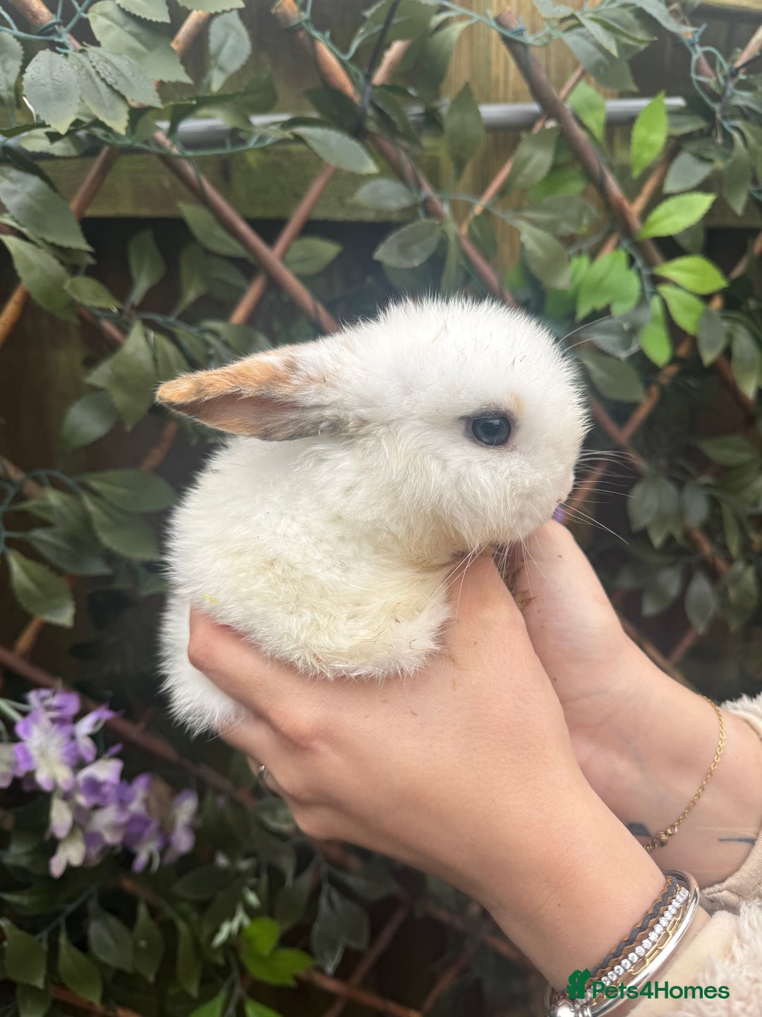 Mini Lop rabbits for sale: Mini Lop/Rex Bunnies ❄️  - Advert 6