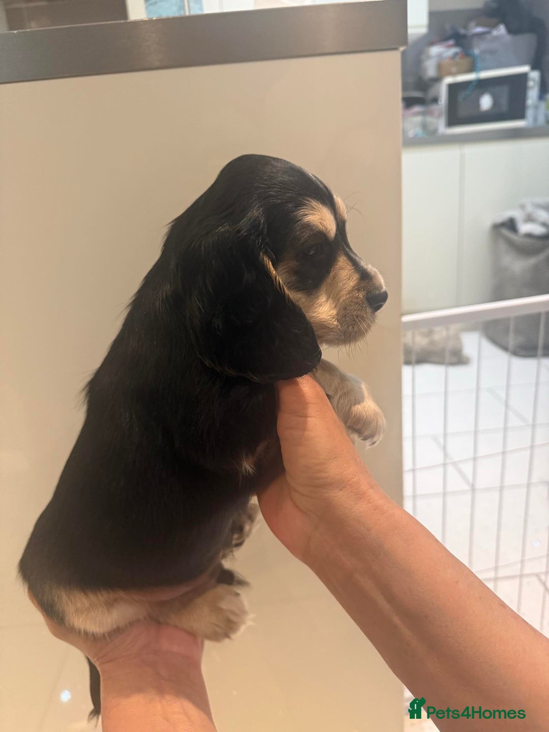 Cocker Spaniel dogs for sale: Pure show type KC reg DNA health test  - Advert 39