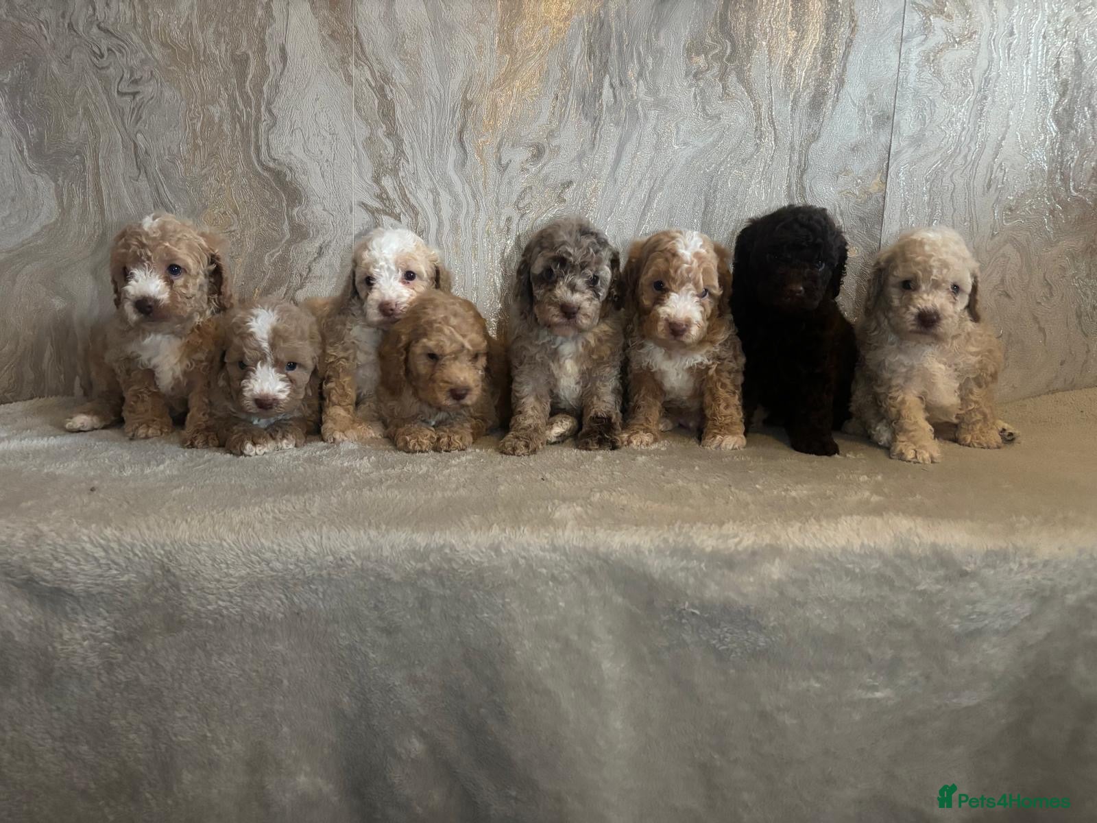 Cockapoo dogs Stunning F1b cockapoos - Advert 5