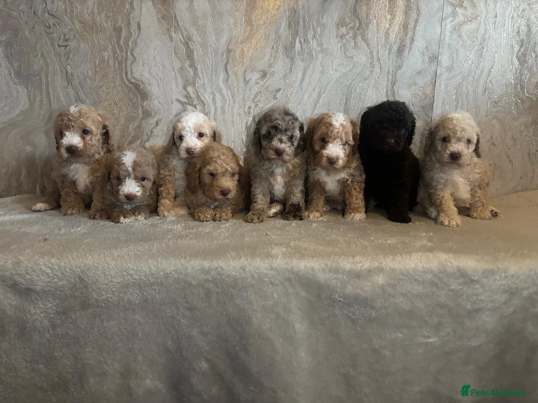 Cockapoo dogs for sale: Stunning F1b cockapoos in Widnes - Advert 1