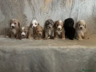 Cockapoo dogs Stunning F1b cockapoos - Advert 2