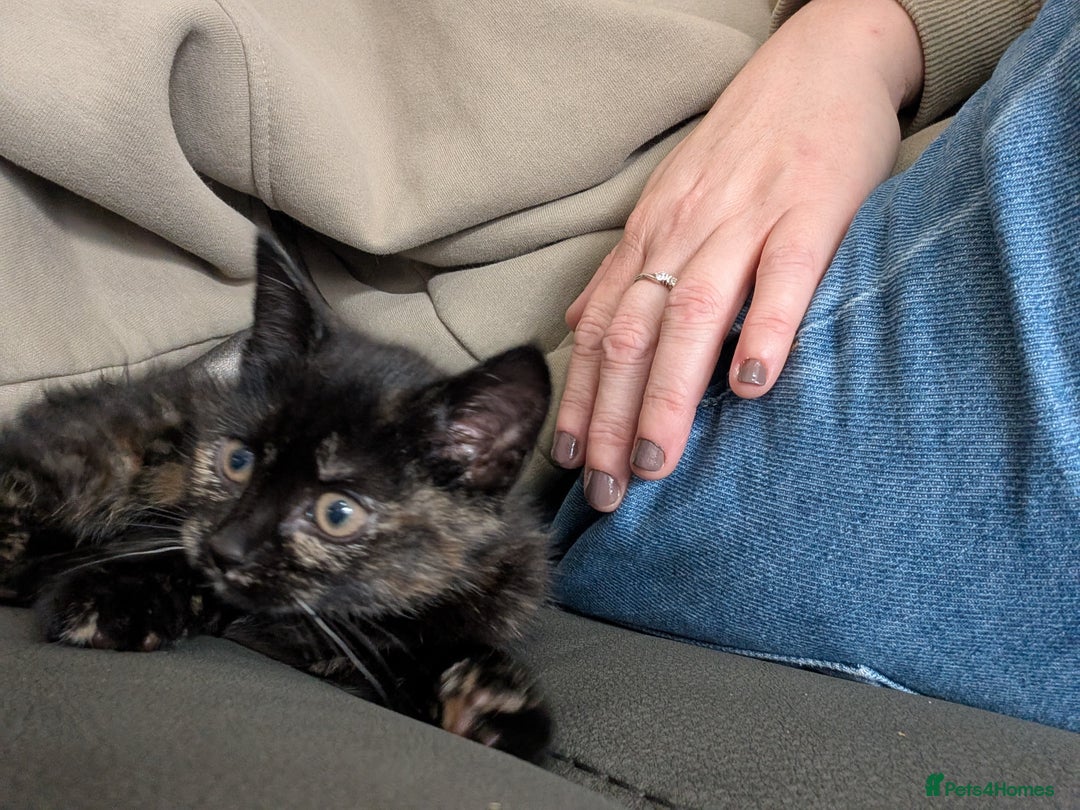 Mixed Breed cats for sale: One female - Advert 6