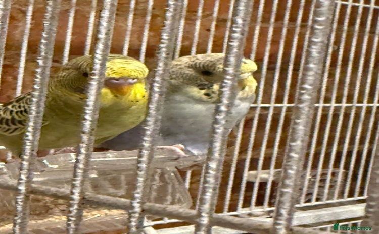 Budgerigars birds - Advert 4