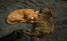 Cocker Spaniel dogs for sale: Cocker spaniel Puppies Males and females - Image 2