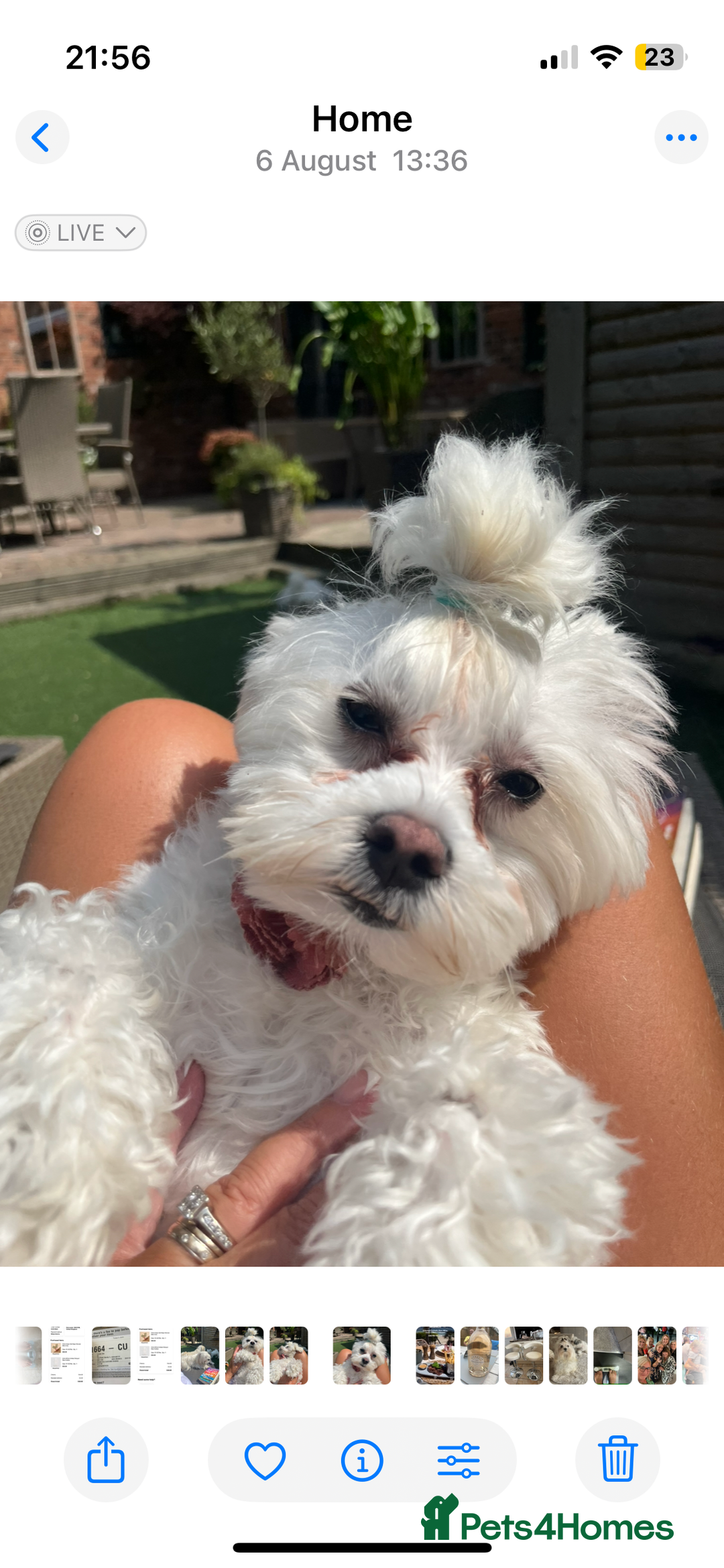 Maltese dogs for sale: Maltese puppies  - Advert 12