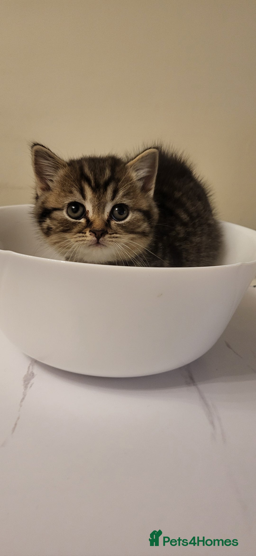 British Shorthair cats for sale: Four amazing boys - Advert 6