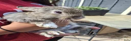 Mixed Breed rabbits for sale: 8 week old baby bunnies  - Advert 8