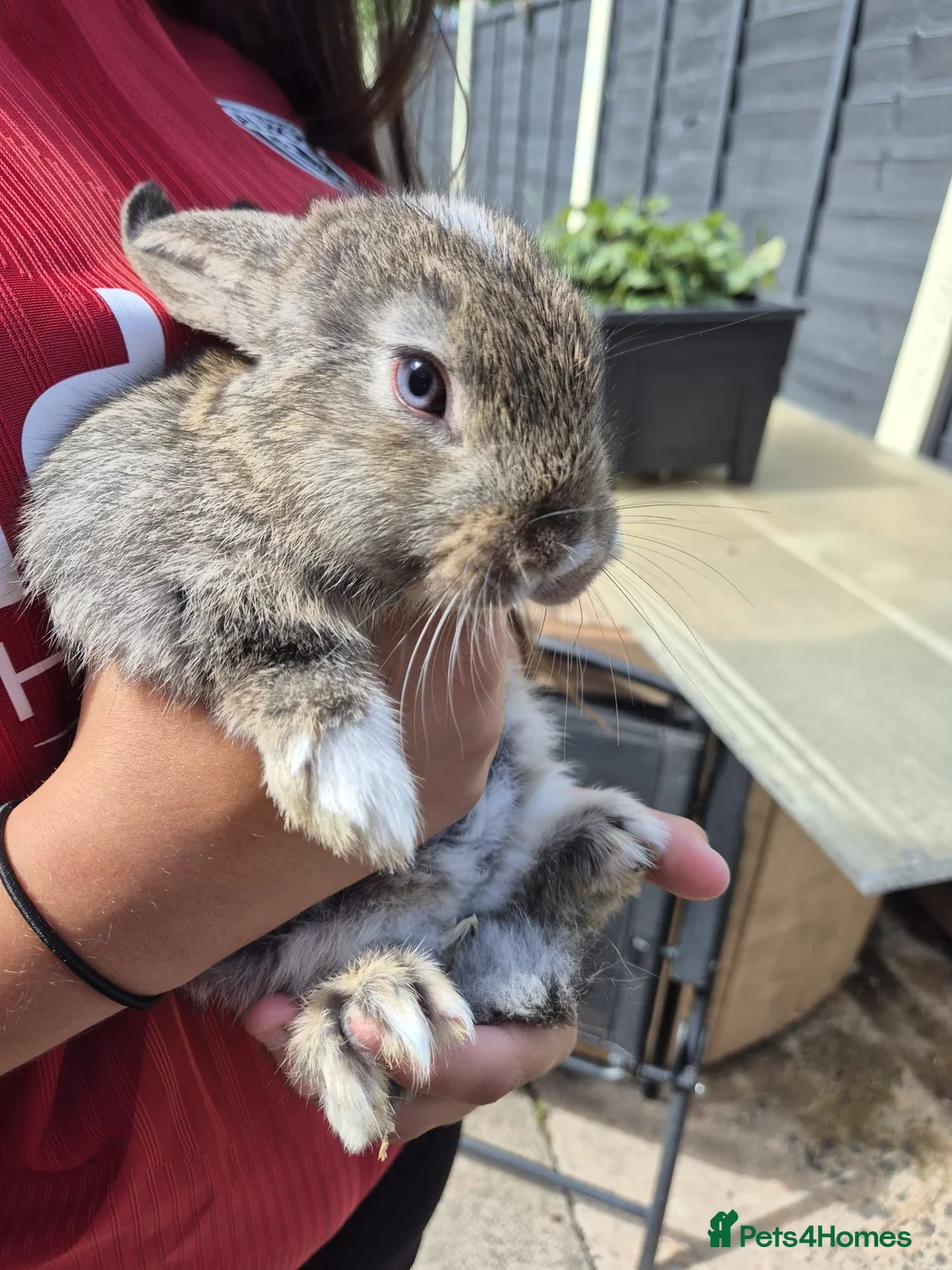 Mixed Breed rabbits for sale: 8 week old baby bunnies  - Advert 8