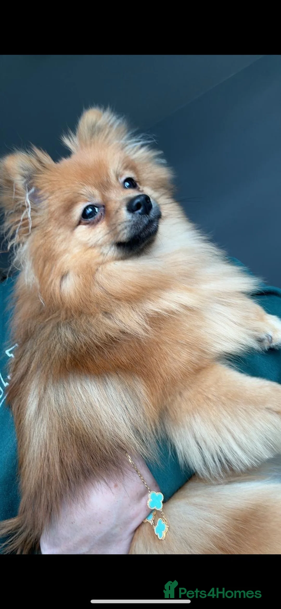 Pomeranian dogs for sale: Bruno - Advert 10