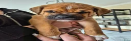 Mixed Breed dogs for sale: Mastiff mixed breed - Advert 3
