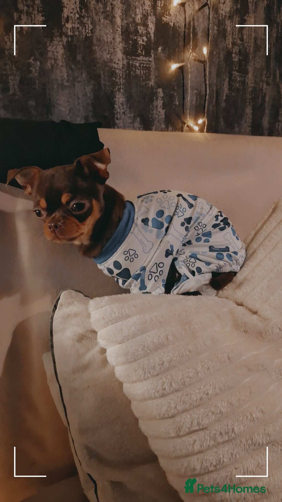 Chorkie dogs for sale: Yorkies cross chihuahua  - Advert 6