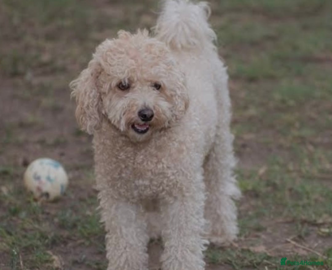 Cockapoo dogs for sale: Toy Cockapoo  - Image 11