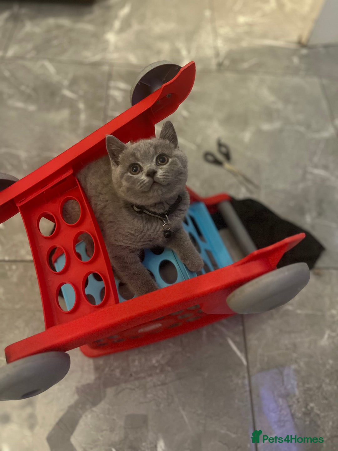 British Shorthair cats for sale: Beautiful  lilac and blue kittens 2 boys 1 girl - Image 15