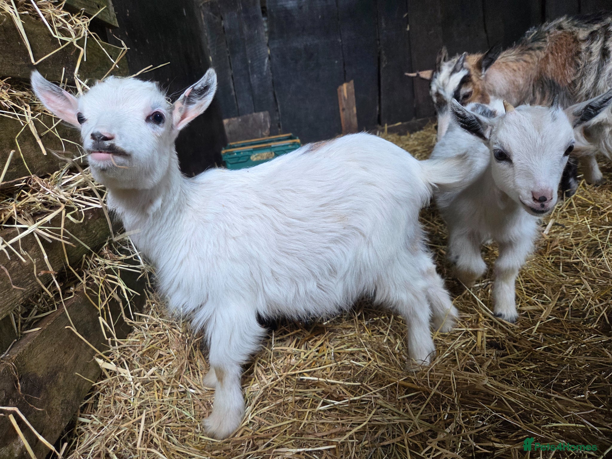 Goats livestock for sale: Stunning pygmy goat kids  - Advert 2
