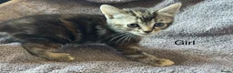 Mixed Breed cats for sale: 3 Beautiful Kittens — Ready for Loving Homes in Mitcham - Advert 3