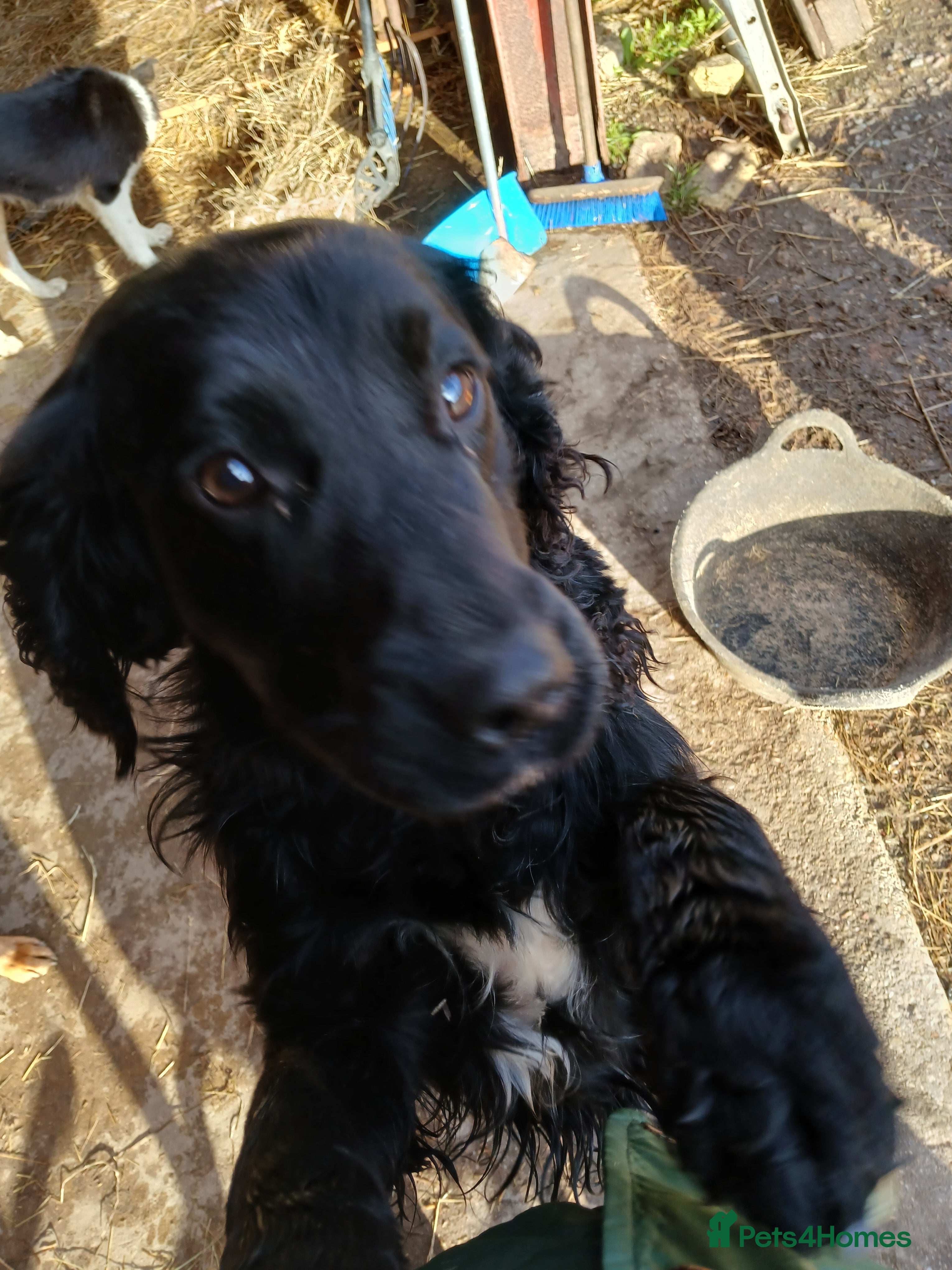 English Springer Spaniel dogs Sweet springer - Advert 2