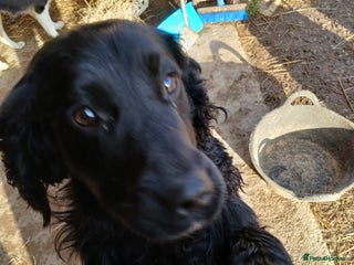 English Springer Spaniel dogs Sweet springer - Advert 1