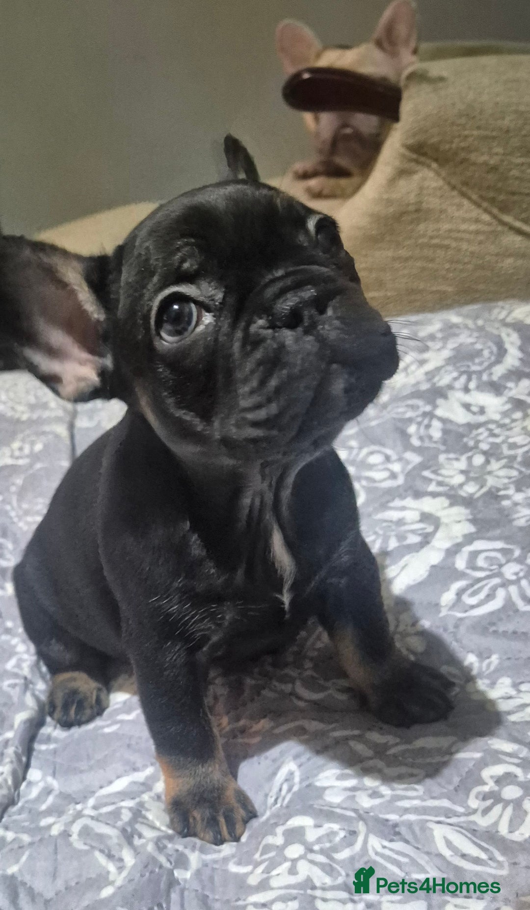 French Bulldog dogs for sale: French bulldog puppies  3 girls 1 boy - Advert 8