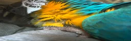 Macaws birds for sale: Macaw blue & gold  - Advert 8