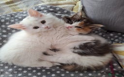 Turkish Angora cats for sale: Beautiful Turkish Angora Calico Female Kitten - Image 5