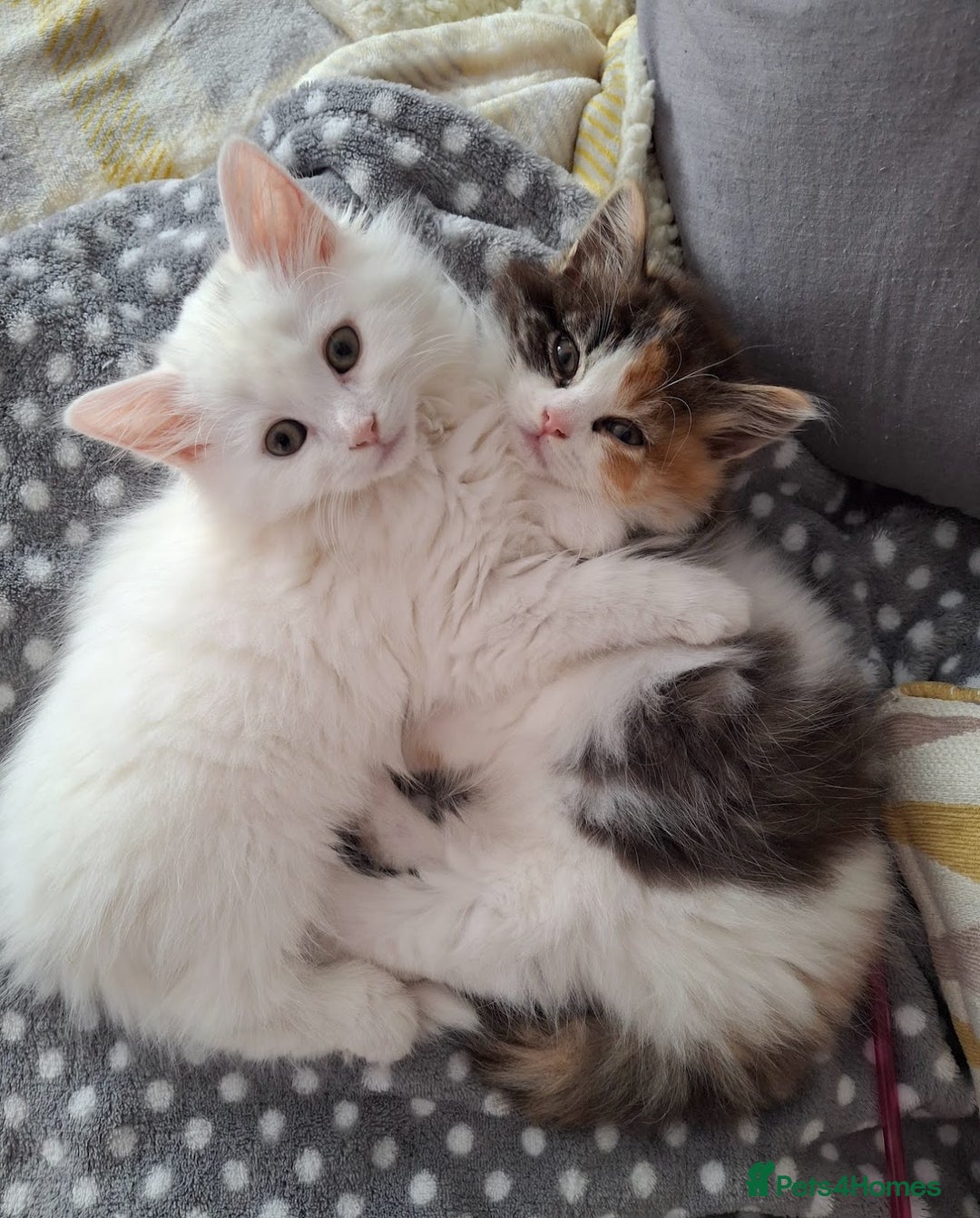 Turkish Angora cats for sale: Beautiful Turkish Angora Calico Female Kitten - Image 5