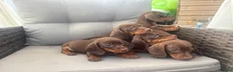 Dachshund dogs for sale: Dachshund  - Advert 10