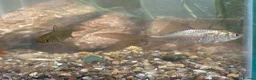 Goldfish fish for sale: Goldfish free to good home in Oxford - Advert 2