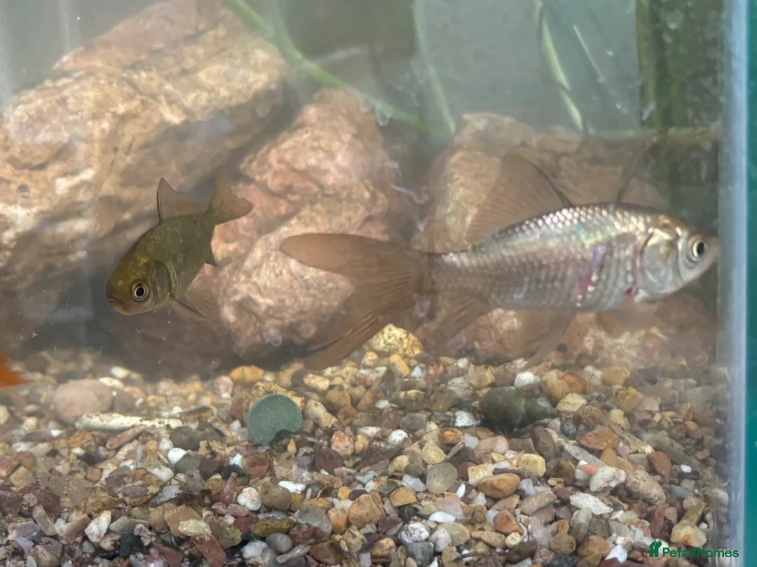Goldfish fish for sale: Goldfish free to good home in Oxford - Advert 2