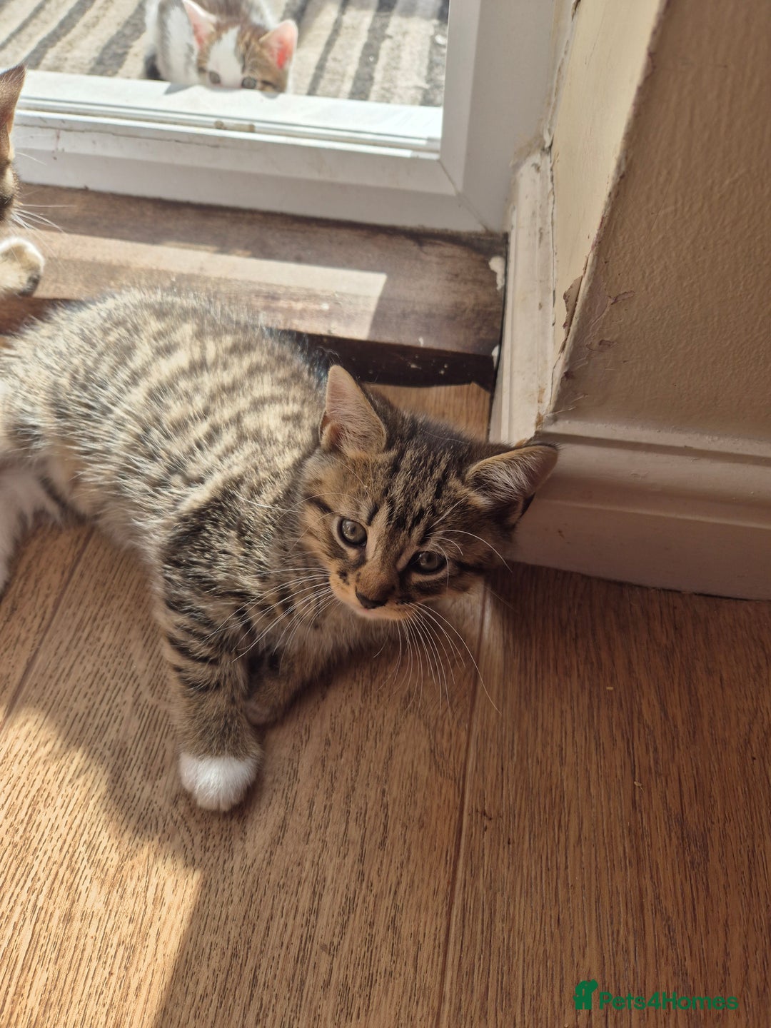 Mixed Breed cats for sale: Kittens for sale - Image 4