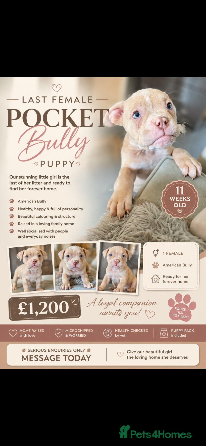 American Bully dogs Last female pocket bully puppy  - Advert 9