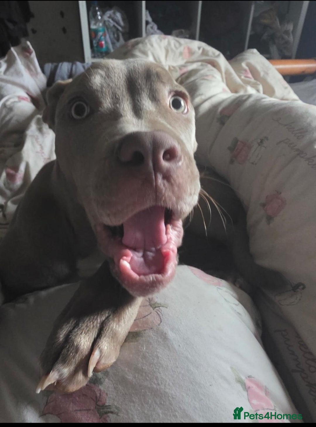 Mixed Breed dogs for sale: Cane Corso x American Bulldog - Advert 4