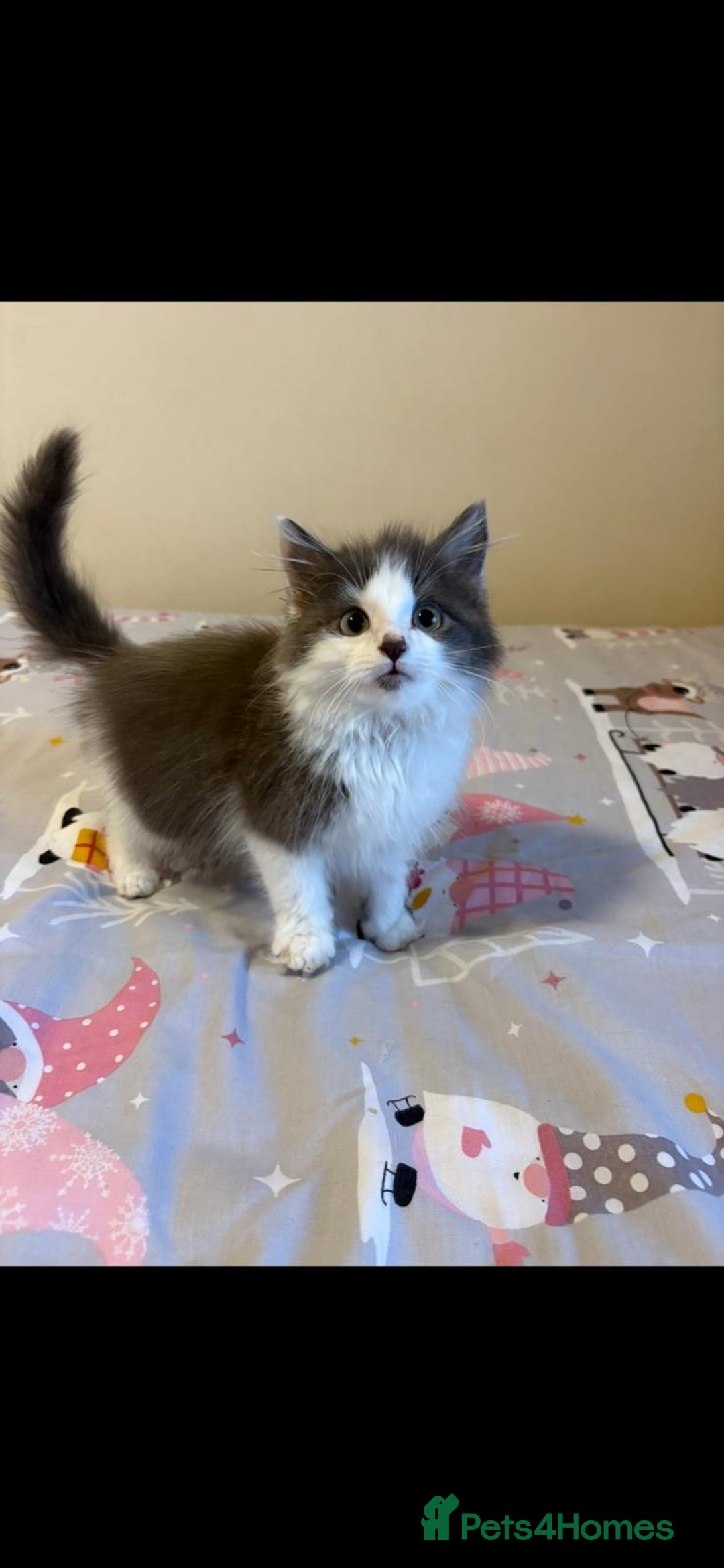 Ragdoll cats for sale: Ragdoll cross British Shorthair Kitten - Advert 9