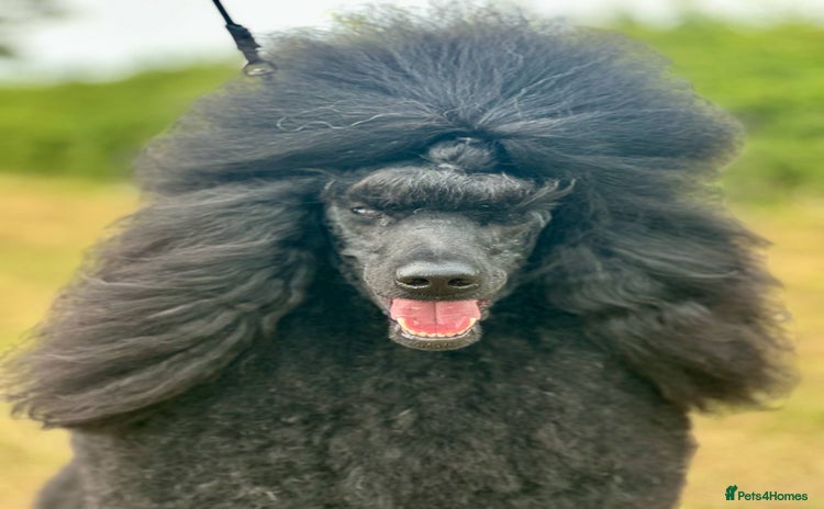 Standard Poodle dogs - Advert 1