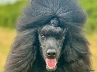 Standard Poodle dogs - Advert 5