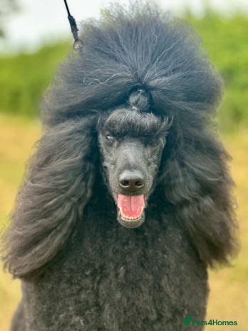 Standard Poodle dogs - Advert 4