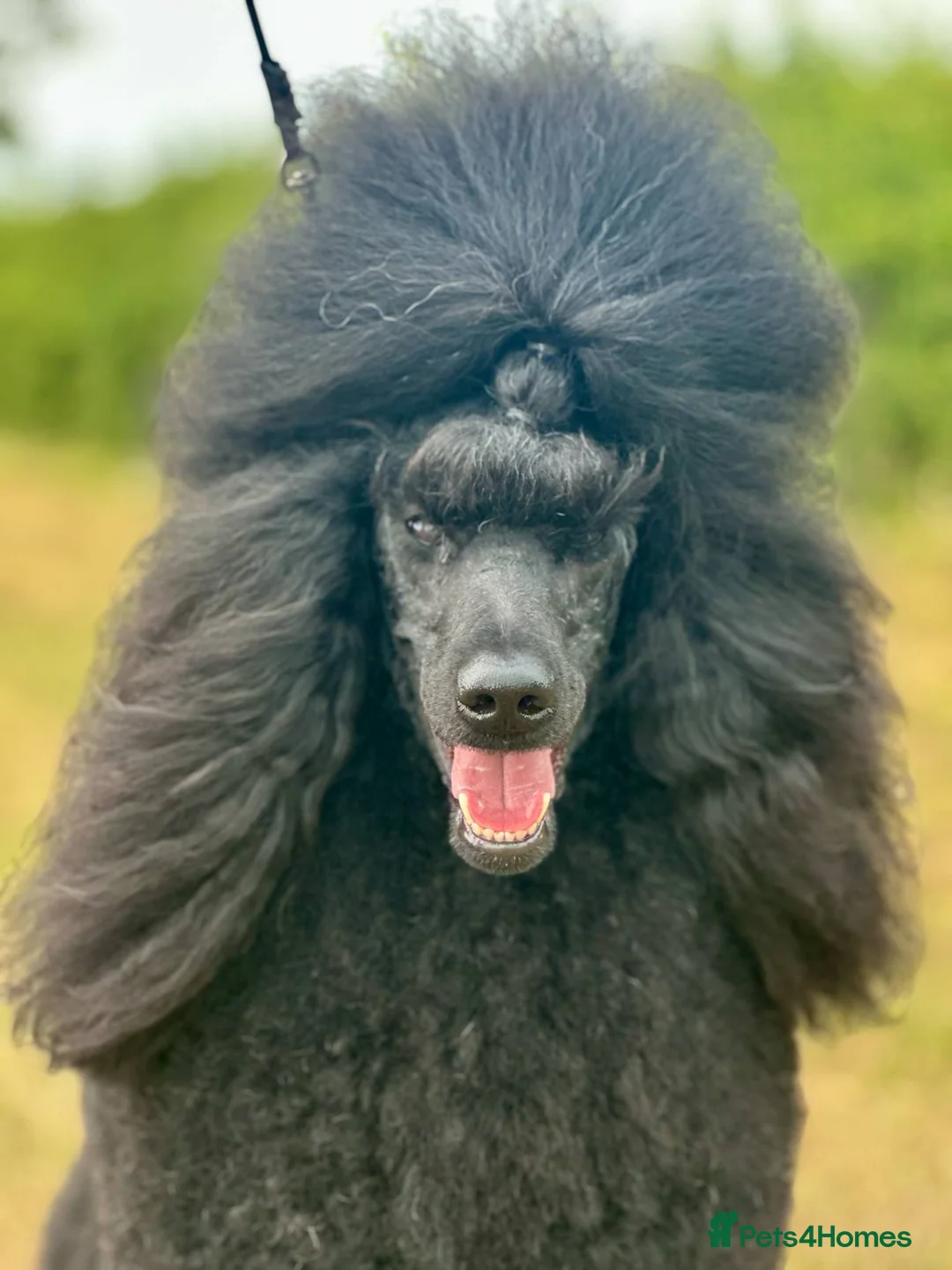 Standard Poodle dogs for sale: Exceptional Health Tested Parents 1 Girl Availabe - Advert 11