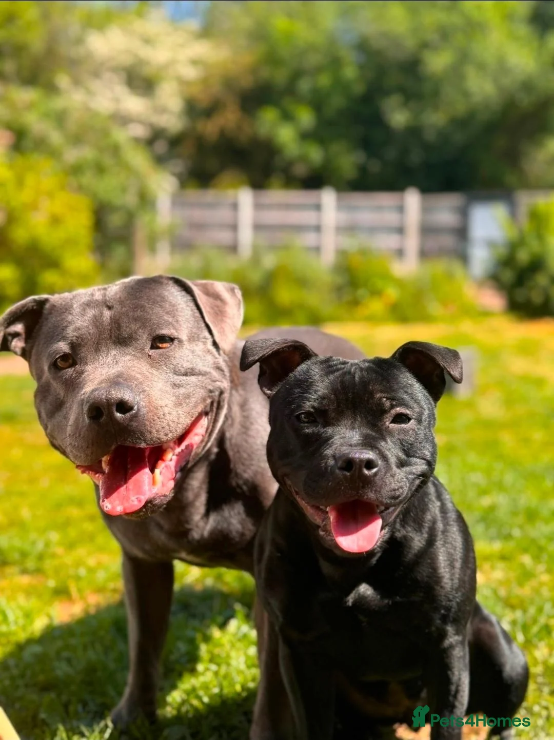 Staffordshire Bull Terrier dogs for sale: Beautiful Staffordshire Bull Terrier Puppies in Stockport - Advert 1
