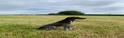 German Shorthaired Pointer dogs for stud: KC Registered GSP For Stud in Barnstaple - Advert 5