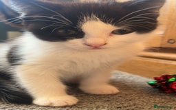 Mixed Breed cats for sale: 6 mixed breed / british shorthair kittens - Image 4