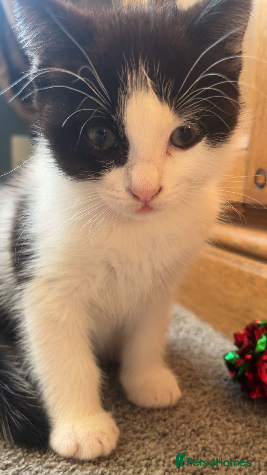 Mixed Breed cats for sale: 6 mixed breed / british shorthair kittens - Image 4