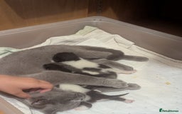 Mixed Breed cats for sale: 3 Gorgeous girls looking for home - Image 2