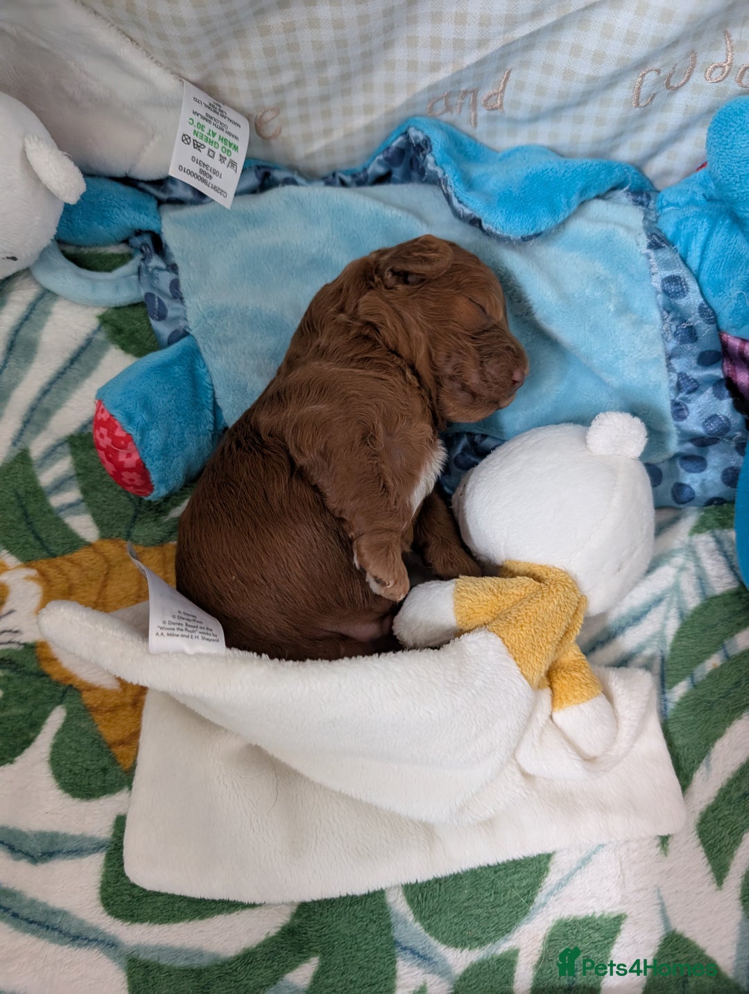 Cavapoo dogs for sale: F1B Deep Fox Red High Quality DNA Clear Puppy  - Image 6