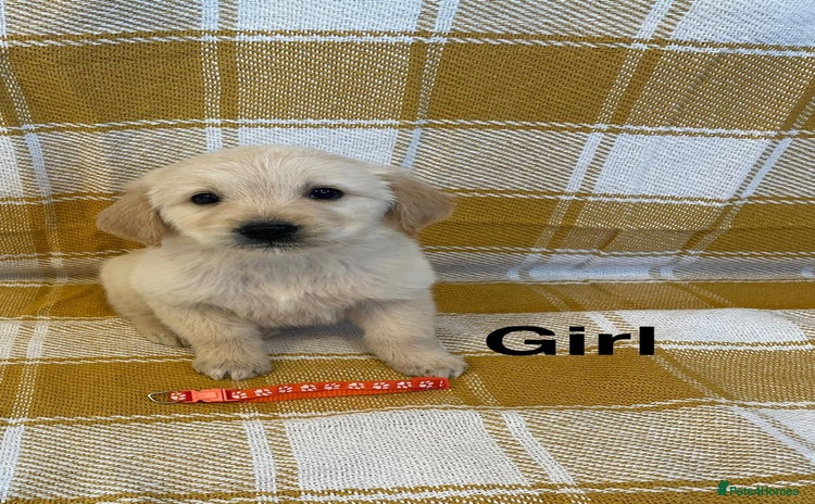 Golden Retriever dogs Beautiful golden retriever puppies.  - Advert 6