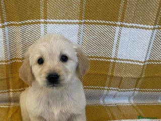 Golden Retriever dogs Beautiful golden retriever puppies. - Advert 4