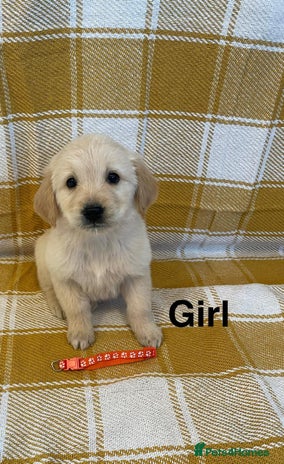 Golden Retriever dogs Beautiful golden retriever puppies. - Advert 3