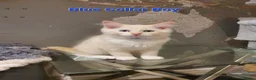 Ragdoll cats for sale: 💖Beautiful GCCF Registered Ragdoll Kittens. - Advert 5